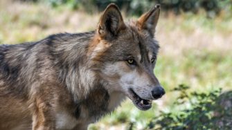 Wolf überfahren: Wie die Welpen dennoch überlebten