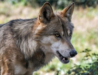 Wolf überfahren: Wie die Welpen dennoch überlebten