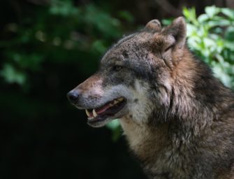 Wolf soll in Deutschland entnommen werden: Jetzt wird es konkret!