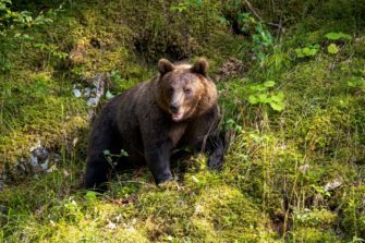 Bär tötet zwei Männer an Hauptstraße in Russland