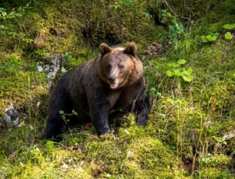 Bär tötet Wanderer in Griechenland: Überlebender berichtet