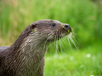 Fischotter in Baden-Württemberg: Otter-Familie von Jäger aufgenommen
