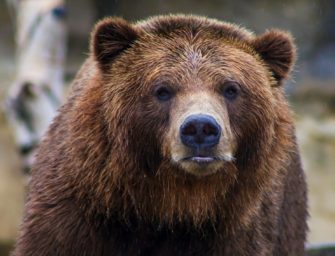 Bär kollidiert mit Rettungswagen: Raubtier-Chaos in Südtirol