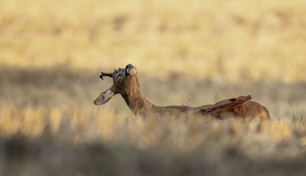 Bildschirmfoto 2025-06-03 um 10.01.24