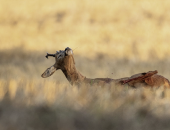 Patronen für Rehwild: Welche Kaliber sind am besten geeignet?