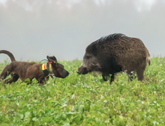 Fangschüsse und ihr Risiko: In dubio pro Hund!
