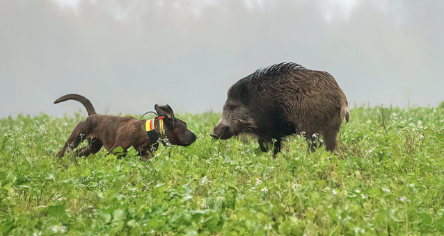 Aufmacher Fangschuss