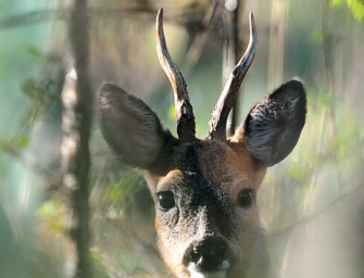 Bockjagd und Hege im Blick: Management und Selektion