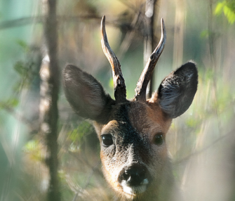 Bockjagd und Hege im Blick: Management und Selektion