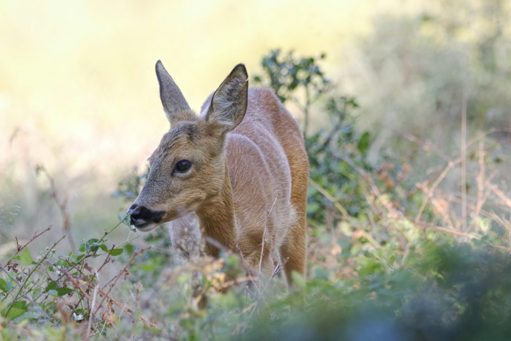 birgitta-roos-RQWgIwe7lF8-unsplash-2