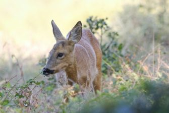 Reh fällt in Rückhaltebecken: Skurriler Einsatz für Feuerwehr