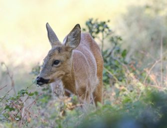 Reh fällt in Rückhaltebecken: Skurriler Einsatz für Feuerwehr