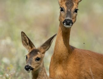Jäger rettet Reh vor hetzendem Hund: Wilderei auf offener Wiese