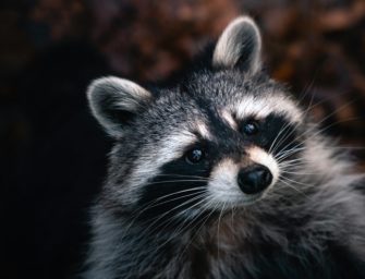 Waschbär und seine Familie aus Karmin gerettet