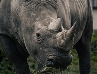 Wilderei in Südafrika: Studie zeigt, wie man Nashörner schützen kann