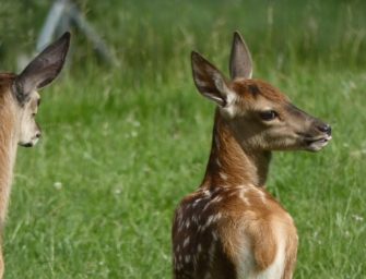 Wilderei in Schleswig-Holstein: Wieso immer mehr Tiere qualvoll sterben