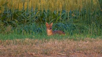 Sylt – brutaler Angriff durch Goldschakal
