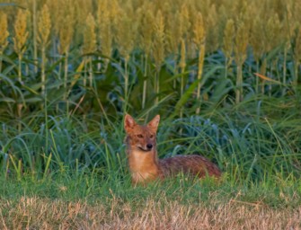 Sylt – brutaler Angriff durch Goldschakal