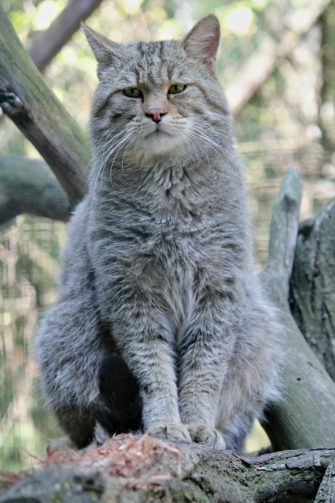 Wildkatze in Tagebau entdeckt: BUND fordert Naturschutzmaßnahmen