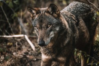 Wolf soll nach Rissen entnommen werden – Entscheidung steht wieder auf der Kippe!