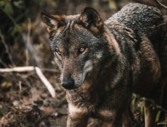 Wolf soll nach Rissen entnommen werden – Entscheidung steht wieder auf der Kippe!