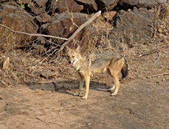 Goldschakal soll nach Massaker auf Sylt geschossen werden