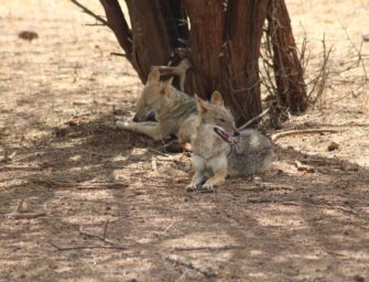 Goldschakal auf Sylt: Raubtier soll doch nicht geschossen werden