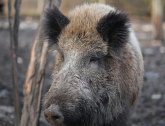 ASP in NRW ausgebrochen: Maßnahmen beschlossen