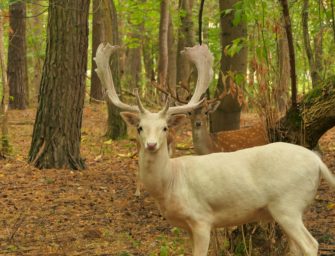 Weißes Damwild: Was es mit dem „Weißen Hirsch“ auf sich hat