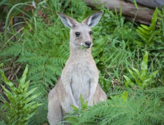 Wolf tötet Känguru in Bayern? Wildgehege unter Schock