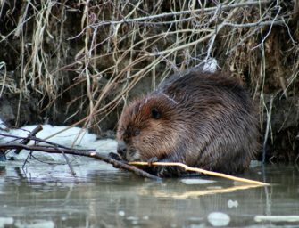 Biber von unbekanntem Täter abgeschossen: Wilderei in Bayern?