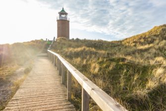 Goldschakal auf Sylt: Wo ist das Raubtier jetzt?