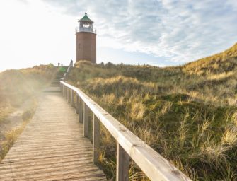 Goldschakal auf Sylt: Wo ist das Raubtier jetzt?