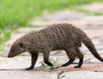 Raubtier-Plage in Kroatien bedroht Tiere und Bevölkerung