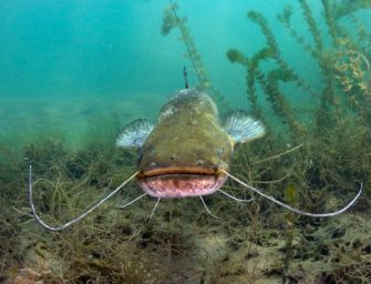 Wels attackiert Badegäste: Polizei muss Riesenfisch töten