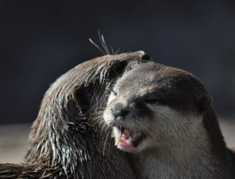 Fischotter in Bayern: Klagen von Naturschutzverbänden befremdlich