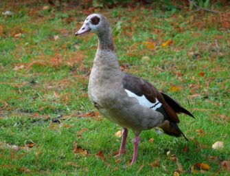 Nilgans verbreitet sich immer weiter: heimische Vogelarten werden vertrieben