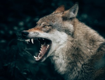 Der Wolf und sein Erhaltungszustand: Ein Appell an die Regierung