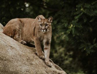 Puma entdeckt! Tier sorgt in Sachsen-Anhalt für Unruhe