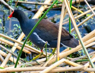 Wilderei im Stadtpark: Frau klaut Küken seltener Vogelart