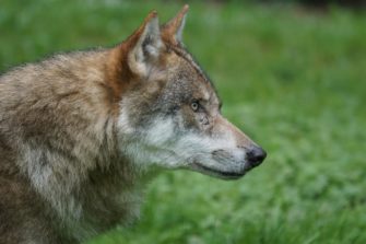 Wolf in NRW: Landespolitik plant neue Maßnahmen