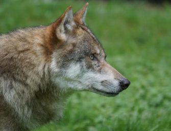 Wolf in NRW: Landespolitik plant neue Maßnahmen
