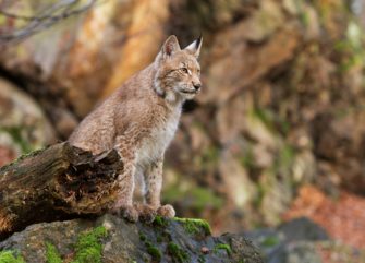 Luchs in Thüringen gefangen: Krankes Tier soll aufgepäppelt werden