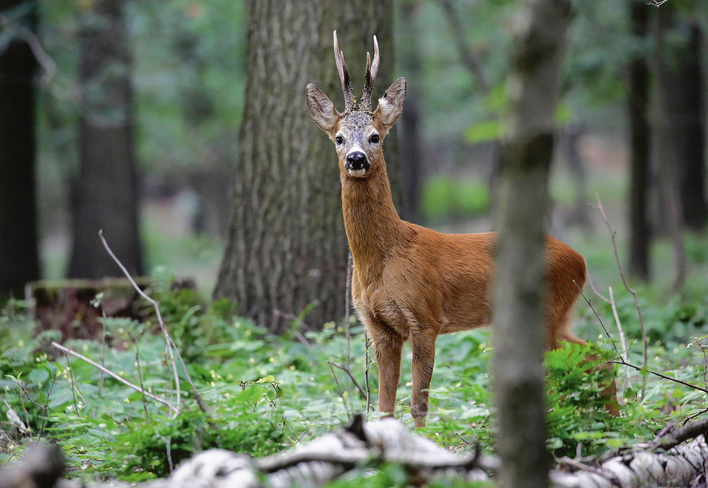 Reifer Bock
