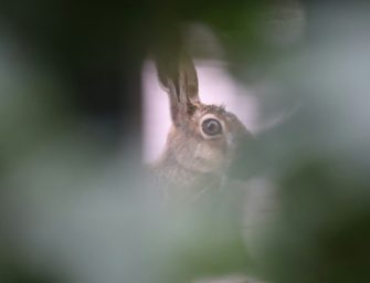 Hasenpest breitet sich aus: Was Sie jetzt wissen müssen!
