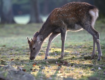 Sikawild: EU hält Wildart für invasiv