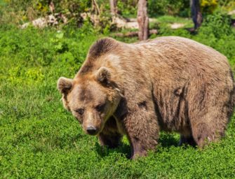 Problembärin Gaia zieht in den Schwarzwald – „Abschuss wäre tiergerechter“