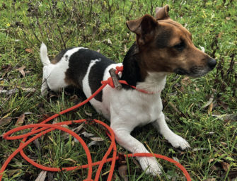 Pirschleine Marke Eigenbau: Flüsterleine im DIY