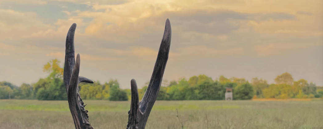 Blattjagd – Tipps und Tricks für die Jagd auf den roten Bock