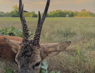 Blattjagd – Tipps und Tricks für die Jagd auf den roten Bock